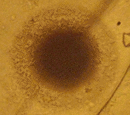 Uranium halo image at 1000x.